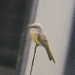 Tyrannus melancholicus