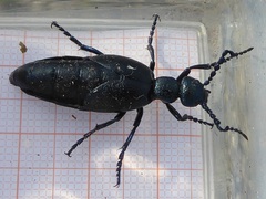 Meloe proscarabaeus