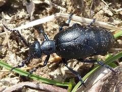Meloe proscarabaeus