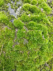 Bryophyta