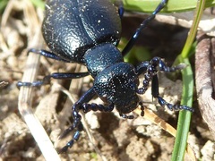 Meloe proscarabaeus
