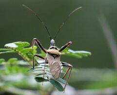 Rhynocoris neavei