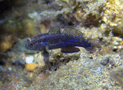 Asterropteryx ensifera