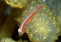 Bryaninops erythrops