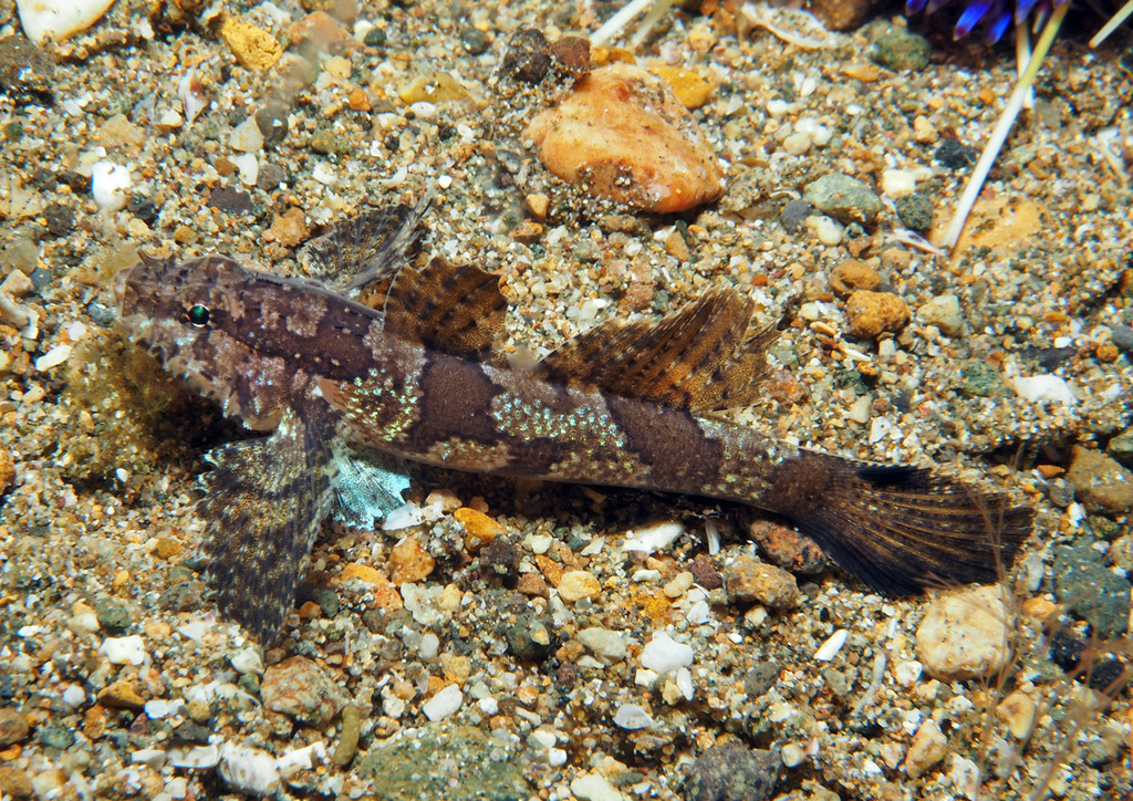 Van Hasselt's Goby