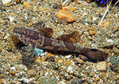 Van Hasselt's Goby photo 1