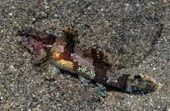 Van Hasselt's Goby photo 3