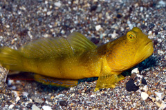 Cryptocentrus fasciatus