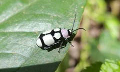 Omophoita octoguttata