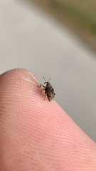 Ceutorhynchus pallidactylus