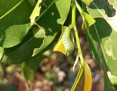 Graphium agamemnon