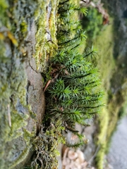Polytrichum formosum