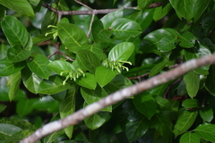 Posoqueria latifolia