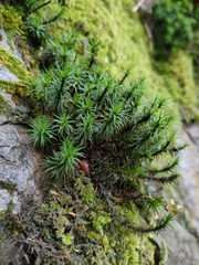 Polytrichum formosum