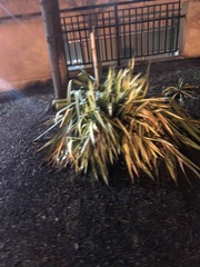 Phormium tenax