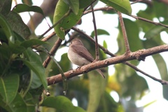 Muscicapa dauurica