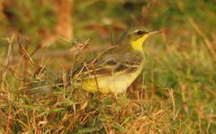 Motacilla flava