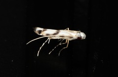 Gracillariinae