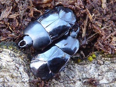 Hololepta plana