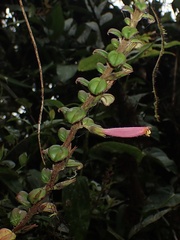 Columnea ovatifolia