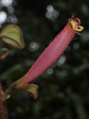 Columnea ovatifolia