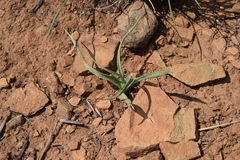 Ledebouria marginata