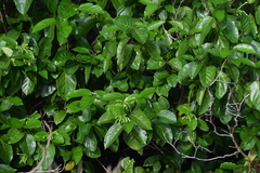 Posoqueria latifolia