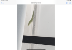 Anolis carolinensis