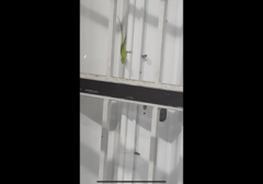 Anolis carolinensis