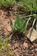 Ledebouria marginata