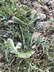 Eleusine tristachya