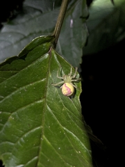 Massuria