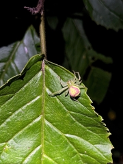 Massuria