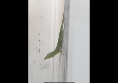 Anolis carolinensis