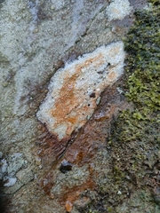Lecanoromycetes