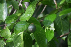 Posoqueria latifolia