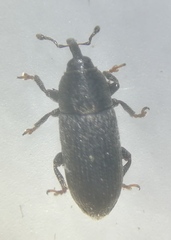 Mecinus pyraster