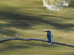 Alcedo atthis bengalensis