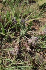 Ledebouria marginata