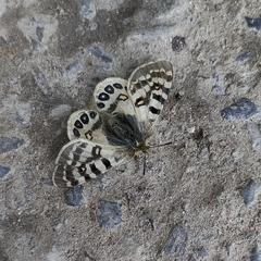 Parnassius hardwickii