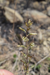 Drimia elata