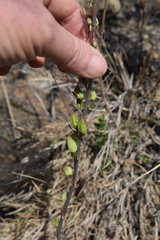 Drimia elata