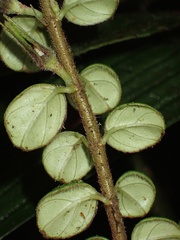 Columnea ovatifolia