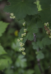 Ribes rubrum
