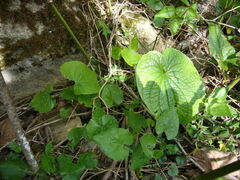 Brunnera macrophylla