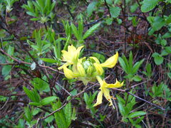 Rhododendron luteum