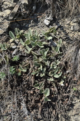 Hermannia geniculata