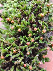 Schistidium crassipilum