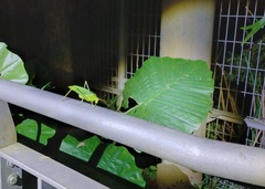 Ruidocollaris truncatolobata
