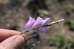 Dierama argyreum